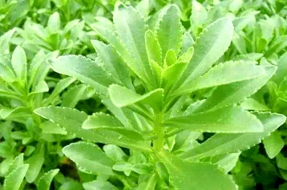 田七苗（附22种菜品做法）